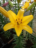 [4104 Yellow Diamond DJ No02.JPG]